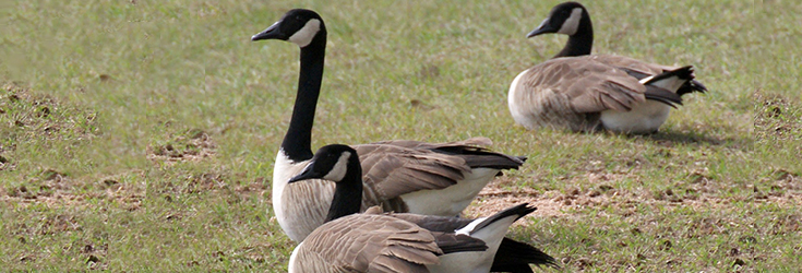 canadian-geese-resting